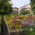 JARDIN DOMINIQUE ALEXANDRE - GODRON