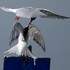 Les Oiseaux du Pays Blanc