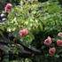 Le Jardin de Boissonna - Image 3