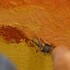 Stage d'été: la peinture au couteau. - Image 2