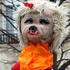 Carnaval de Bordeaux