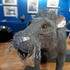 Monique BALLIAN dite NoiZette  - Sculpture animalière - Image 3