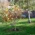 L'Arboretum du Père Armand David