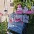 Bar à bonbons - La confiserie de madame Pamplemousse - Image 8