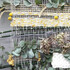 Un INSTANT de RESSOURCEMENT au JARDIN de l'ile de Batz