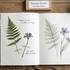 Botanique intuitive dans mon herbier