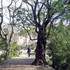 LE JARDIN DES PLANTES