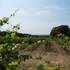 Domaine Deleuze-Rochetin - Image 3