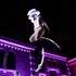 Échassiers blancs lumineux  - SPECTACLE ACROBATIQUE & DÉAMBULATION ACROBATIQUE (salto ...) - Image 10