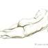 Modèle vivant mature pose pour artistes, peintre, dessins – photo 2