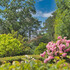 Les Roses anciennes - Image 3