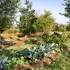 Les jardins de Château de la Borie - Image 3