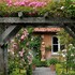 Les Roses anciennes - Image 4