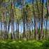 Forêt des Landes de Gascogne