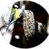 fabrication de boules de graines pour les oiseaux