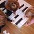 Booster Twister piano