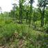 Forêt domaniale de Laveyron