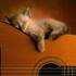 J.A. de Bruz - Cours de guitare acoustique et électrique - Image 3