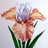Attitudes - Cours de peinture, dessin, arts plastiques - Image 4