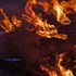 Les Dauphins de Feu - Le Pacte secret - Image 3