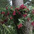 Les Roses anciennes - Image 2