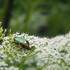 Les Insectes utiles aux jardiniers