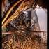 Clowns dans la sciure - Echassier, clown, cracheur feu, jongleur, etc.. - Image 12