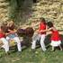 Quatuor à cordes Grazioso - Concerts privés, animations raffinées de mariage & cérémonie - Image 2