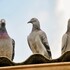 Pont en Fête - Lâcher de pigeons
