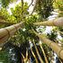 Jardin les Bambous de Planbuisson - Image 7