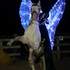 Perrine Vanoutryve - Spectacle Equestre et Feu - Image 2