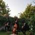 Syscat Swing - Trio instrumental swing « manouche »  - Image 3