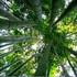 Jardin les Bambous de Planbuisson - Image 8