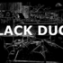 Black Duck - folk rock - Image 4