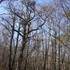 Forêt à chênes de Bellebat