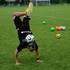 Mouloud freestyle football  - Spectacle de freestyle football avec un champion de France ! - Image 2