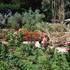 Jardin d'Alcinoos