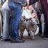 Compagnie Dog Trainer - La Famille Déprés et les Moutons d'Ouessant - Image 2