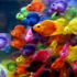 poissoncouleur