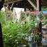 Stage de 4 jours AU JARDIN Aquarelle, PEINTURE,DESSIN, ET... - Image 8