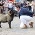 Compagnie Dog Trainer - La Famille Déprés et les Moutons d'Ouessant - Image 3