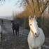 Cheval Magique / Une partie du troupeau