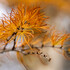 Concours photos "Automne" - Image 3