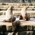 Le carnaval des animaux