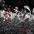 Petit Atelier Numérique - Un atelier Photoshop pour le plaisir  - Image 7