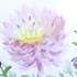 Stage de 4 jours AU JARDIN Aquarelle, PEINTURE,DESSIN, ET... - Image 37