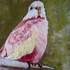 Stage des vacances de Toussaint Peinture Aquarelle - Image 9