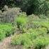 Jardin Pimpinellifolia