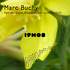 Marc Buchy - Horloge de flore  - Image 3