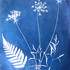 Ateliers "Cyanotype" et "Photogramme argentique